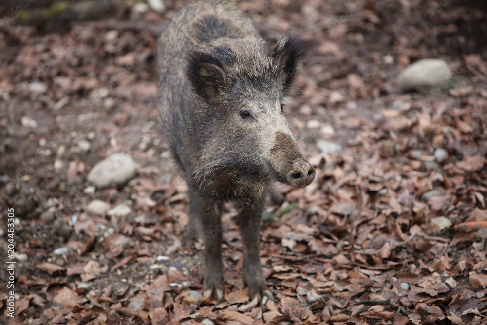 Wild Boar (Sus Scrofa) in the Forest. Germany Wild Boar (Sus Scrofa) in the Forest. Germany