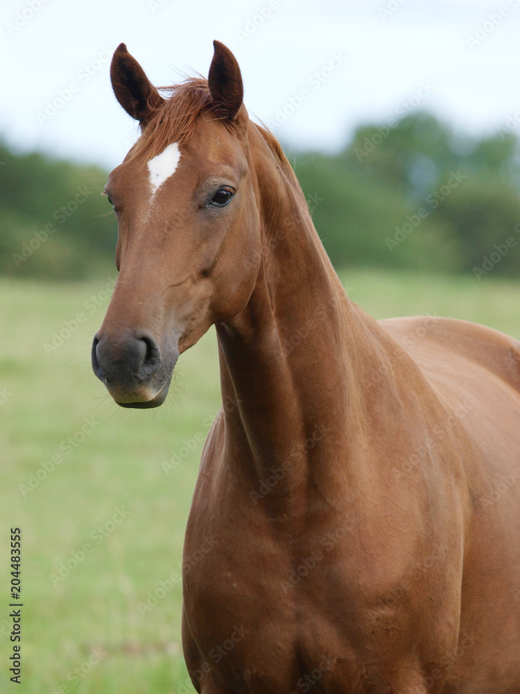 Chestnut Horse Head Shot