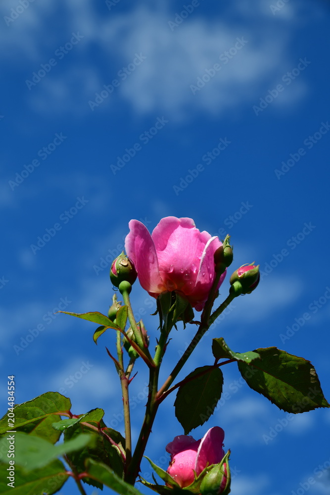 バラ ガーデニングイメージ素材 庭の薔薇 Stock Photo Adobe Stock