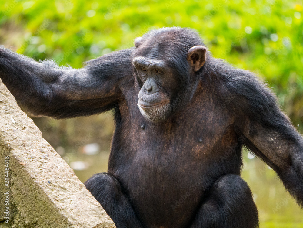 Chimpanzé à dos argenté Chimpanzé à dos argenté