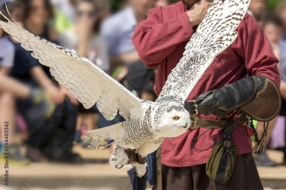 Obraz premium Snowy owl during a birds of prey show in Italy