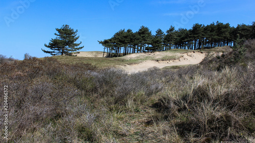 Dunes landscape, national park kennemerland zuid in the Netherlands, during spring