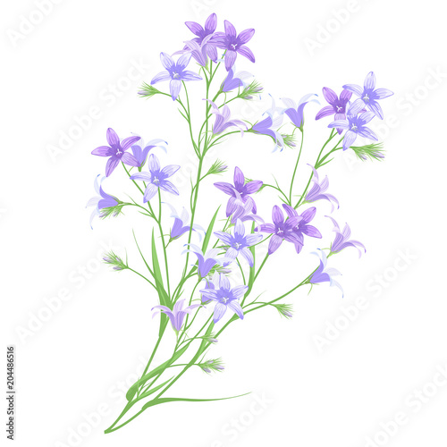 Bunch of bellflowers  hand drawn vector imitation of watercolor painting.