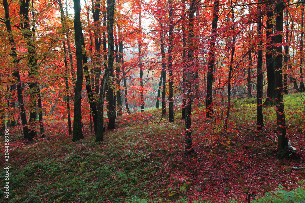 Obraz premium color autumn forest
