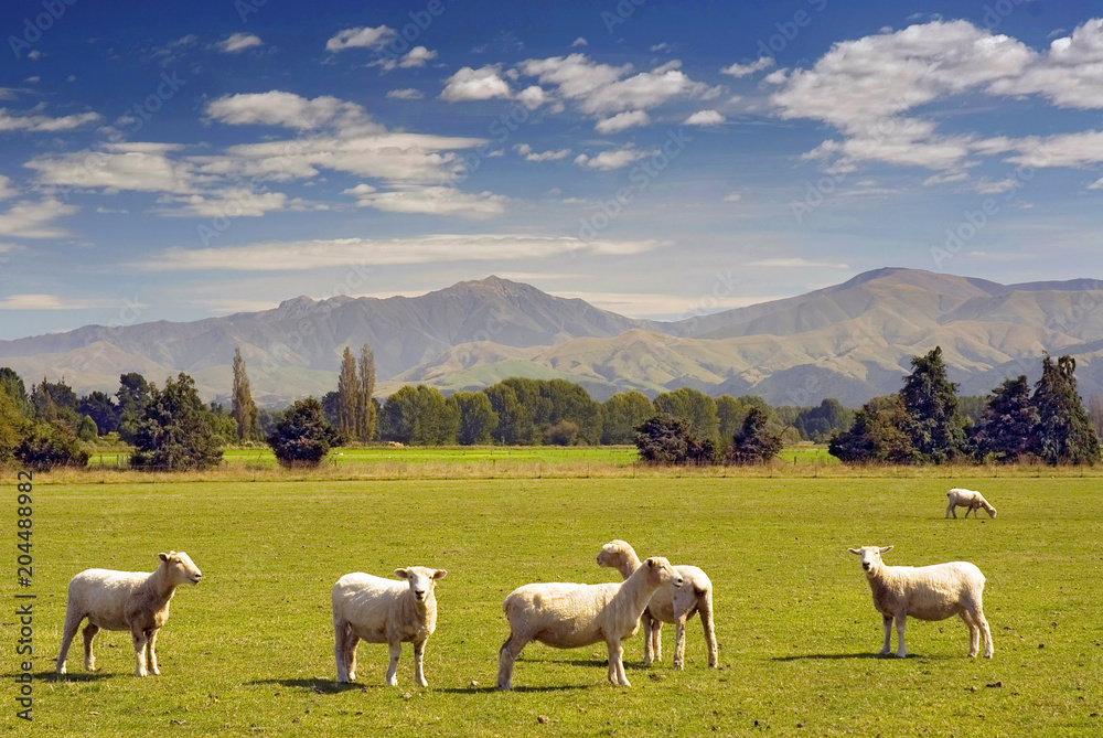 Sheeps grazing on farmland in New Zealand. Sheeps grazing on farmland in New Zealand.