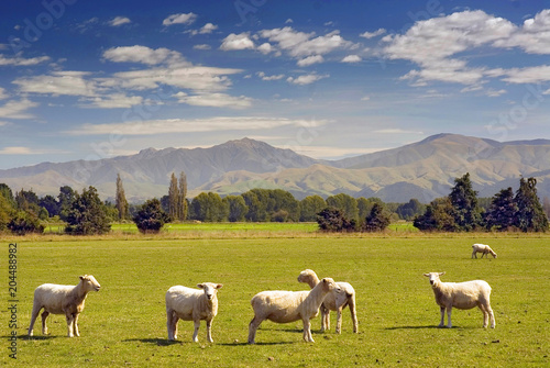 Obraz na plátně Sheeps grazing on farmland in New Zealand.