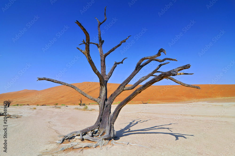 Dead Camelthorn (Acacia erioloba) Trees in Dead Vlei, Namib Naukluft National Park, Namibia. Dead Camelthorn (Acacia erioloba) Trees in Dead Vlei, Namib Naukluft National Park, Namibia.