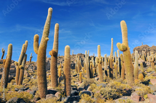 Giant cactus on the Isla del Pescado (Fish Island) on Salar de Uyuni, Potosi Bolivia.