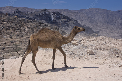  Camel in Oman