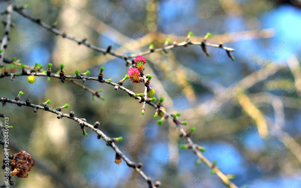 Flowering spring branch of larch with needles of buds against the background of beautiful nature, Flowering spring branch of larch with needles of buds against the background of beautiful nature,