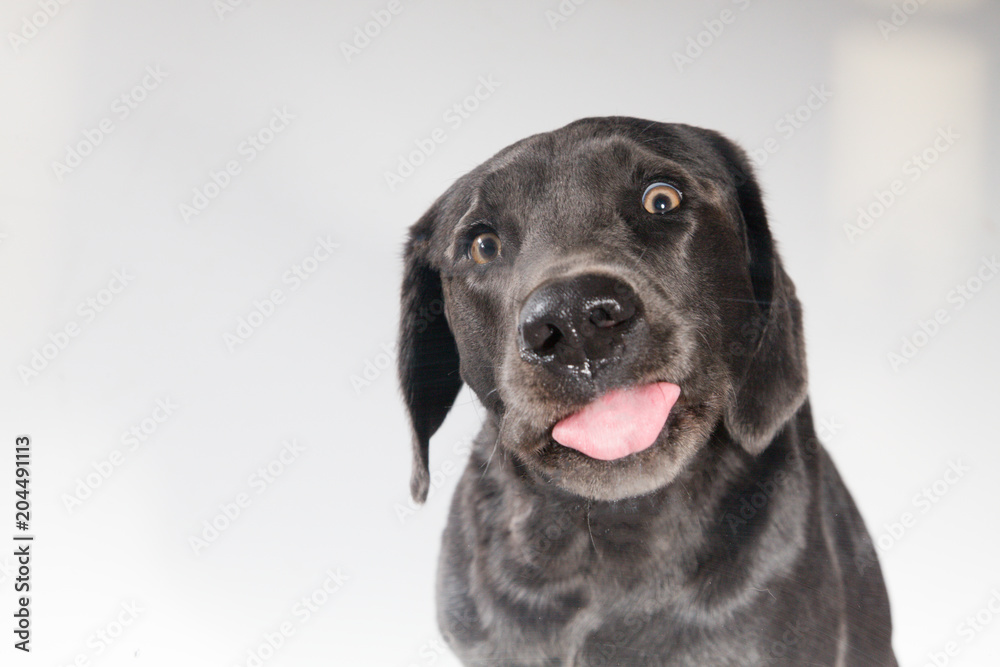 Hund streckt Zunge raus by Tierfoto-NRW.de