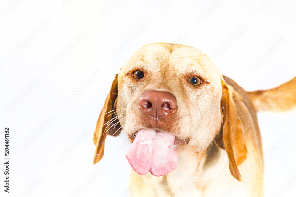 Hund streckt Zunge raus by Tierfoto-NRW.de