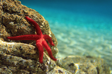 Fototapete Unterwasser Roter Seestern im Mittelmeer  © Kolevski.V
