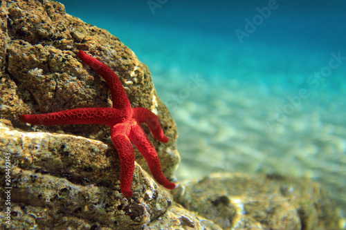 Photography Most beautiful mediterranean red sea star underwater