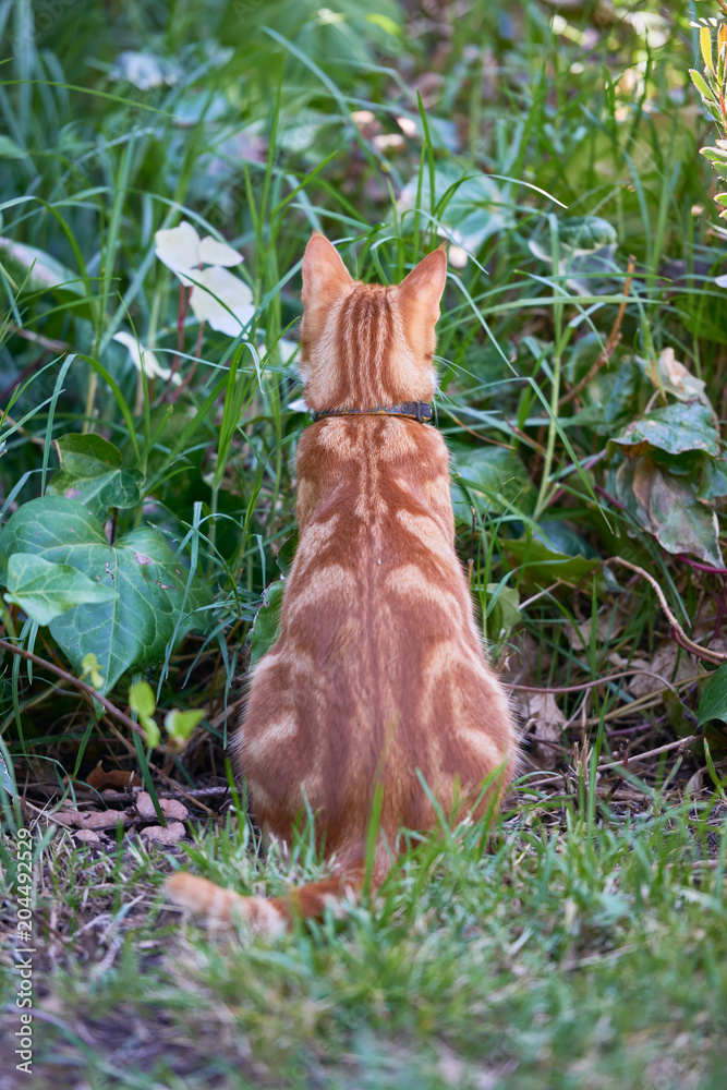 custom made wallpaper toronto digitalGinger tabby cat with its back to the camera mouse hunting in tall grass and foliage