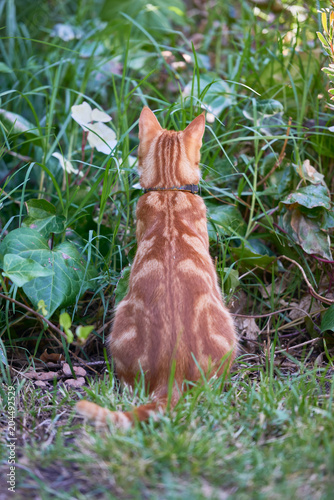 Ginger tabby cat with its back to the camera mouse hunting in tall grass and foliage © Chris Mirek Freeman