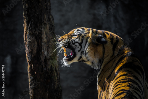 Roaring Tiger