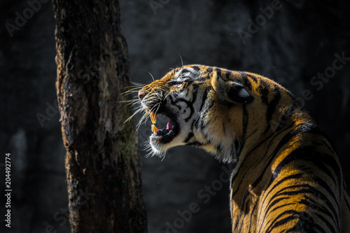 Fototapeta Naklejka Na Ścianę i Meble -  Roaring Tiger