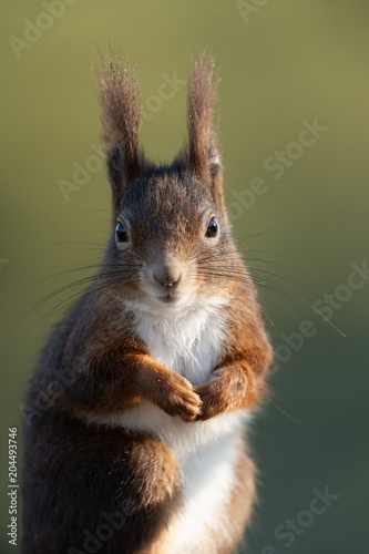 Eurasian red squirrel, Sciurus vulgaris