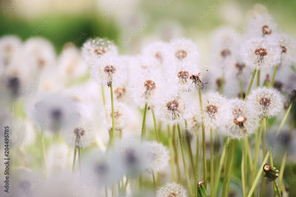 Many white fluffy dandelion flowers on the meadow. A joyous light-hearted mood. Soft selective focus.
Many white fluffy dandelion flowers on the meadow. A joyous light-hearted mood. Soft selective focus.