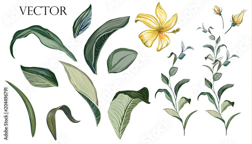 Vector Big Set botanical elements - wildflowers, herbs, leaf. collection garden and wild foliage, flowers, branches.  illustration isolated on white background, tropical leaf. Green.
