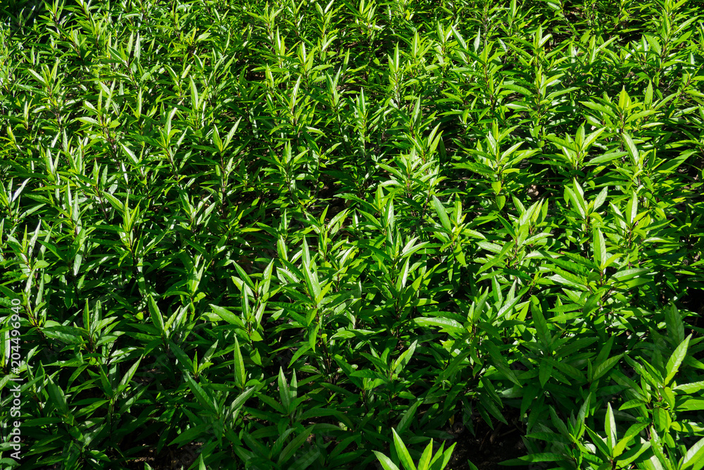 Green leaves natural background wallpaper, leaf texture, green leaves wall background Green leaves natural background wallpaper, leaf texture, green leaves wall background