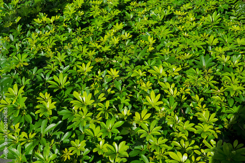 Green leaves natural background  wallpaper, leaf texture, green leaves wall background © waranyu