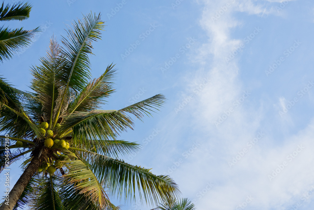  Holiday and vacation, palms tree, White clouds with blue sky 