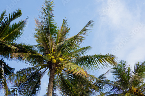  Holiday and vacation, palms tree, White clouds with blue sky  © waranyu