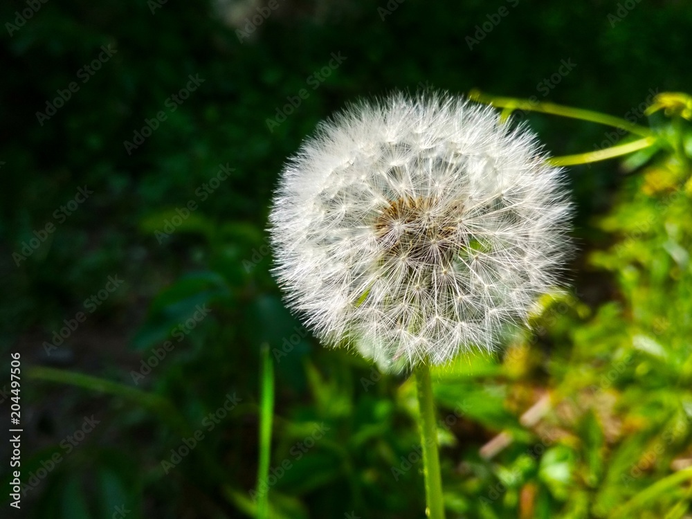 dandelion on background of green grass dandelion on background of green grass