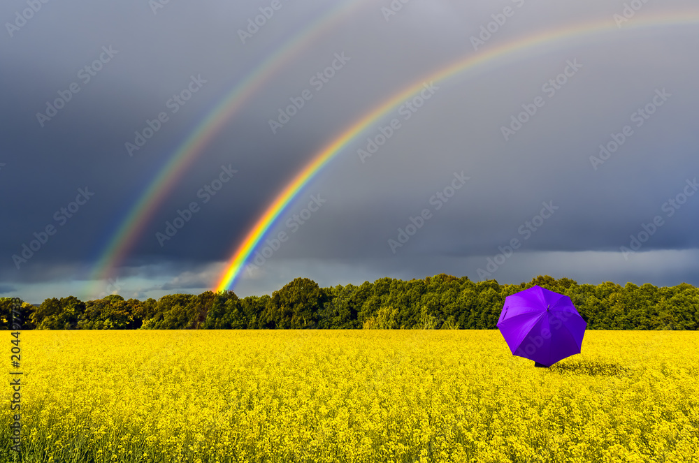 Fototapeta Lonely umbrella and rainbow above the field with blossoming rapeseed, just before thunderstorm, concept of ecological tourism that is targeted at human health maintenance 