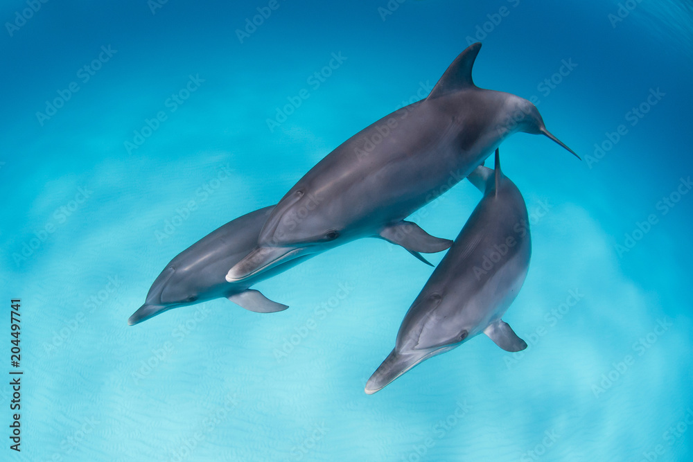 Dolphins playing around in a logoon in clear blue water