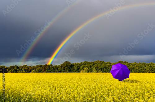 Foto Lonely umbrella and rainbow above the field with blossoming rapeseed, just befor
