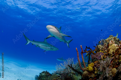 Caribbean Reef Shark swimming above colorful reef and corals in clear blue water