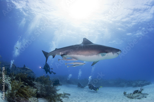 Tiger shark bottom view with scuba divers and the sun in the background in clear blue water