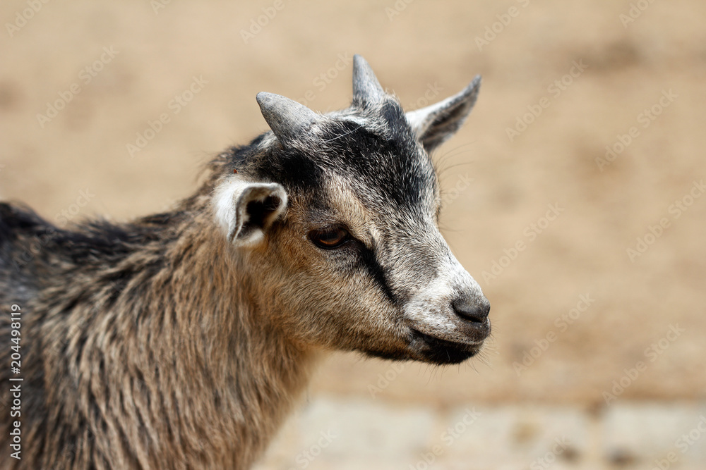 African pygmy goat kid