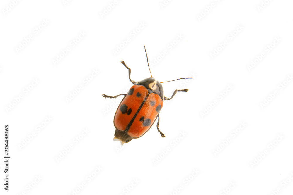 Beetle Cryptocephalus octopunctatus on a white background Beetle Cryptocephalus octopunctatus on a white background