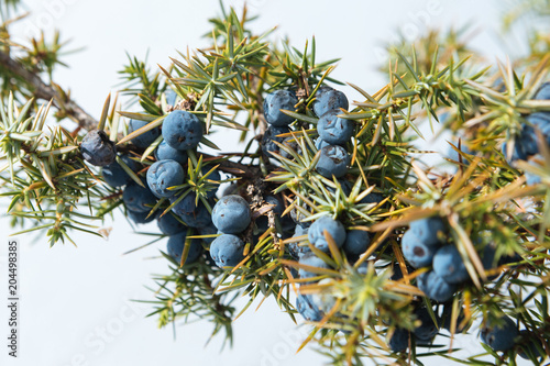 Juniperus communis with berries, cultivated as an officinal and aromatic plant photo