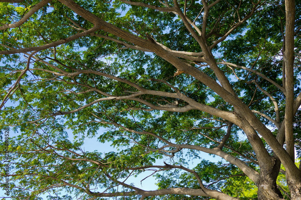 tree on sky, forest, big tree, nature background tree on sky, forest, big tree, nature background