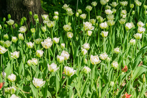 blooming field of white tulips in public park