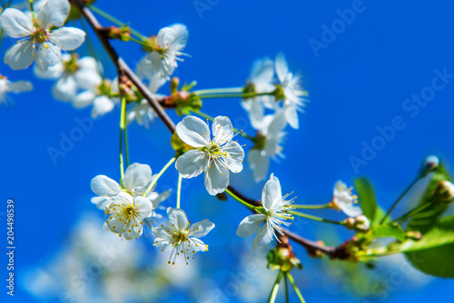 Beautiful branch of blossoming cherry and blue sky, copy space. Greeting card template