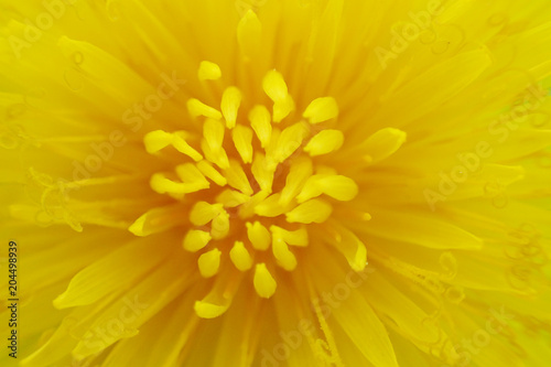 dandelion yellow flower texture