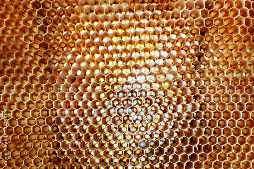 empty wax bee texture