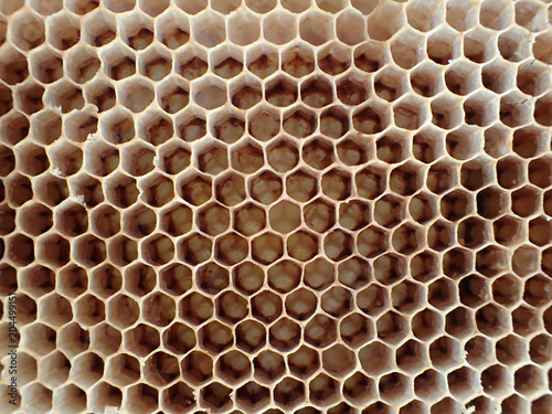 empty wax bee texture
