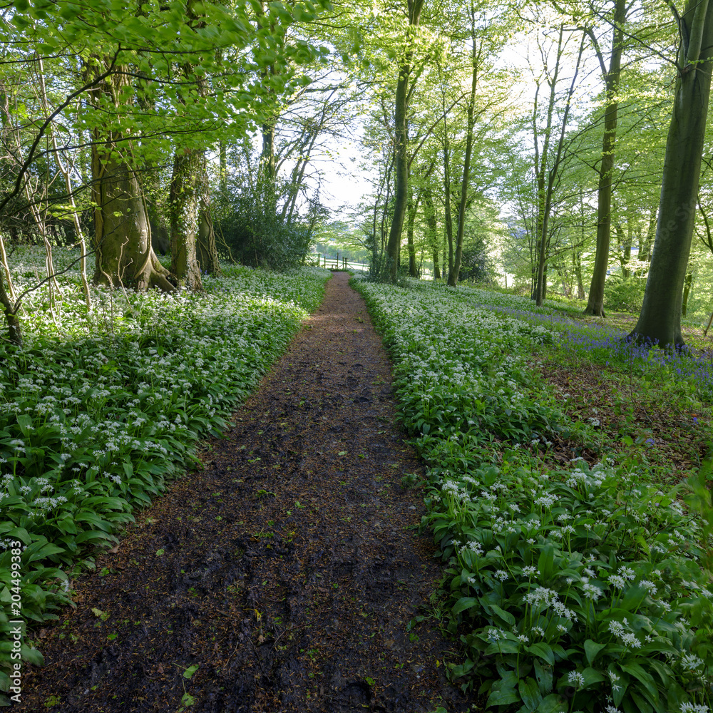 Wild garlic in the woods - spring evening light in the beech woods near Idsworth, South Downs, Hampshire, UK Wild garlic in the woods - spring evening light in the beech woods near Idsworth, South Downs, Hampshire, UK