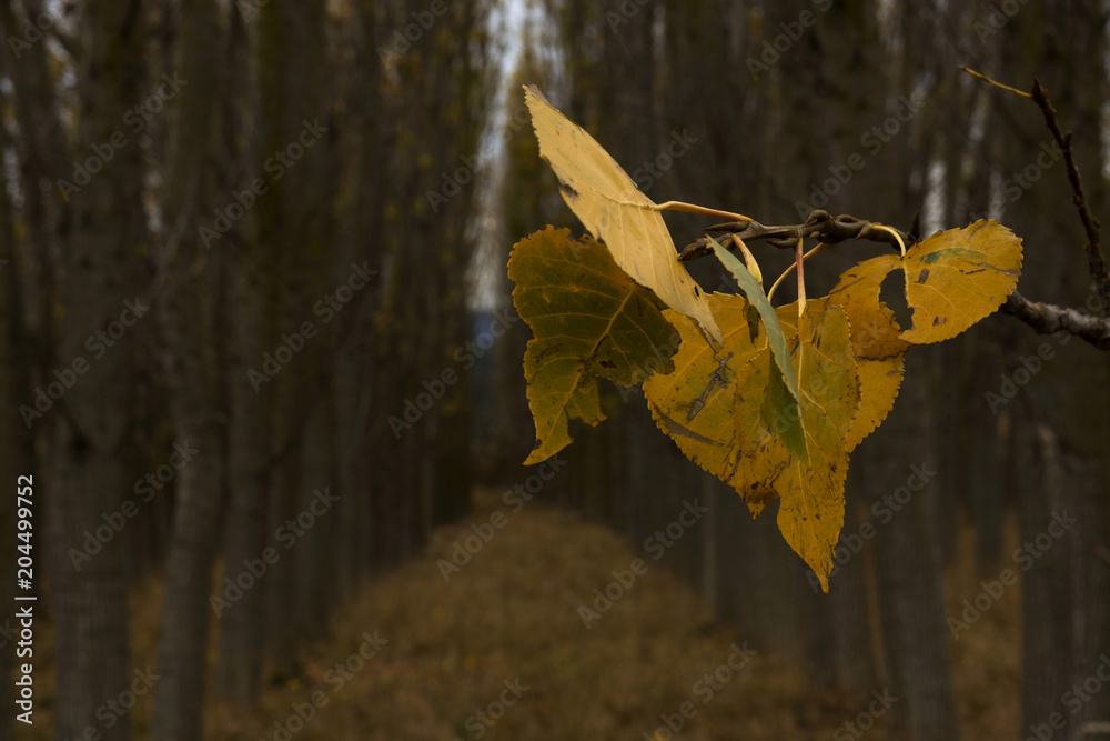 Obraz premium autumn colours