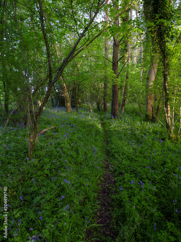 Spring evening light in the woods near Hoe Hate  South Downs  Hampshire  UK