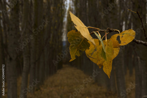 autumn colours photo