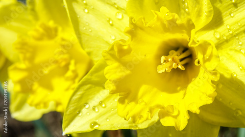 Close up of beautiful yello...