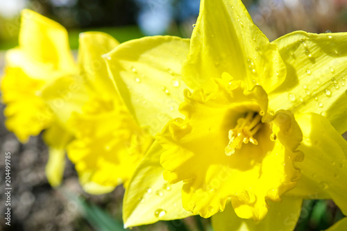 Close up of beautiful yello...